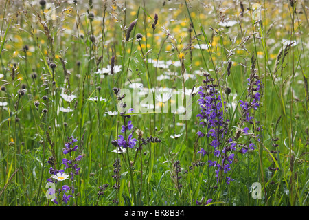 Europa. Ochsen-Auge Margeriten (Leucanthemum Vulgare) & Wiese Salbei (Salvia Pratensis) wächst mit Wilde Gräser in eine Wildblumenwiese Stockfoto