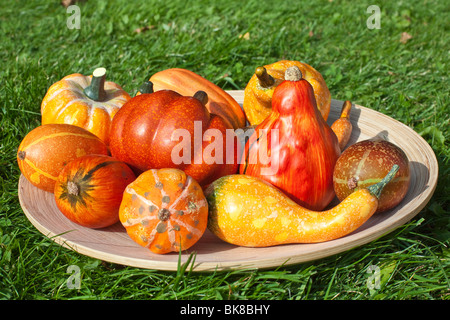 Herbstliche Dekoration mit Kürbissen Stockfoto