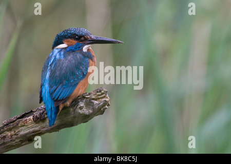 Eisvogel auf einem Hochsitz Stockfoto