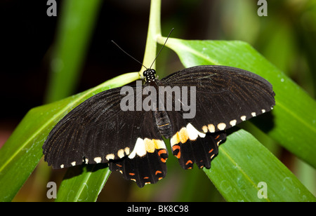 Papilio Polytes, gemeinsame Mormone. Die wunderschöne tropischen Schmetterling sitzt auf Anlage. Stockfoto