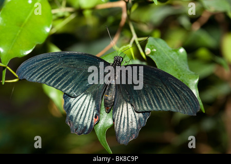 Papilio Rumanzovia, Scarlet Mormon. Die wunderschöne tropischen Schmetterling sitzt auf Anlage. Stockfoto