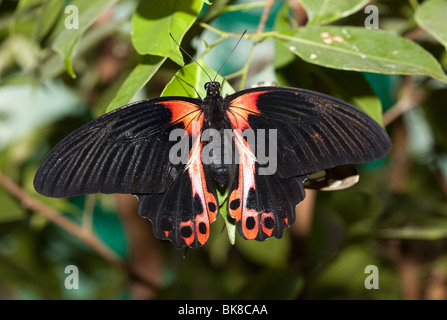 Papilio Rumanzovia, Scarlet Mormon. Die wunderschöne tropischen Schmetterling sitzt auf Anlage. Stockfoto