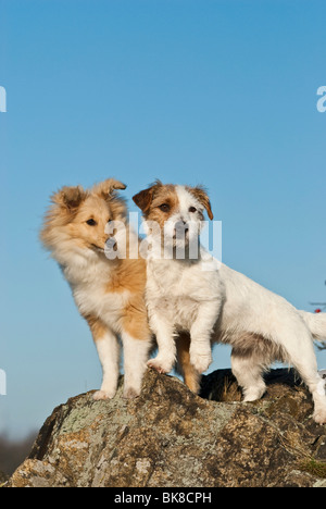 Sheltie Welpen und Jack Russell Terrier stehend auf einem Felsen Stockfoto