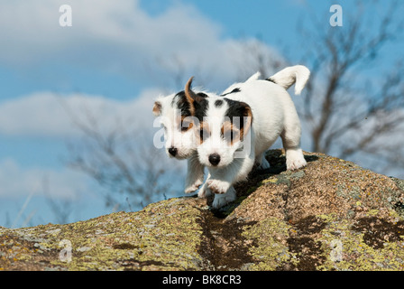 Zwei Jack Russell Welpen Stockfoto