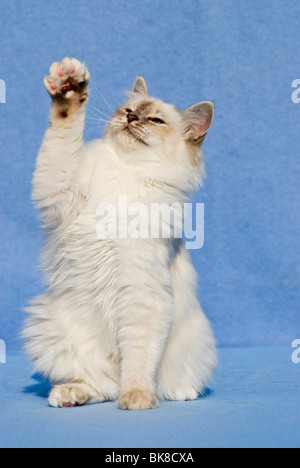 Birma Katze, betteln Stockfoto