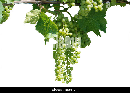 Green Grape Vine isoliert Stockfoto
