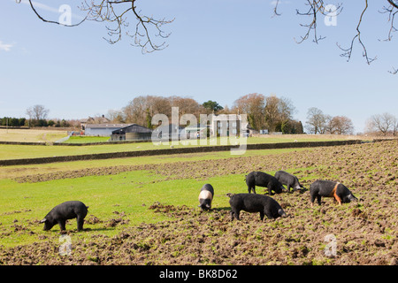 Freilandhaltung Bio Sattel zurück Schweine auf einem Bauernhof am Wigglesworth, Lancahire, UK. Stockfoto