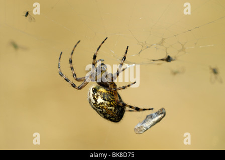 Eichsspinne (Aculepeira ceropegia) inmitten seiner Beute Stockfoto