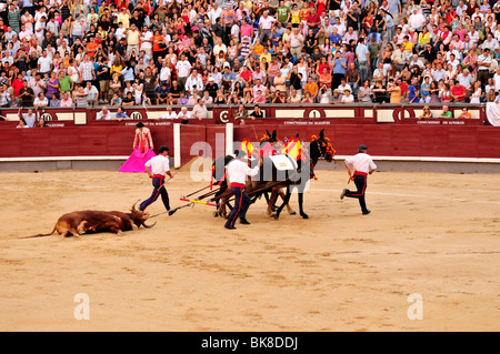 Entfernung von einem Toten Stier in Las Ventas Stierkampfarena, Madrid, Spanien, Iberische Halbinsel, Europa Stockfoto