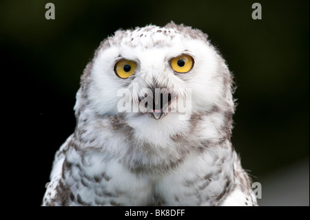 Schnee-Eule (Nyctea Scandiaca), Porträt, Vulkan-Eifel, Rheinland-Pfalz, Deutschland, Europa Stockfoto