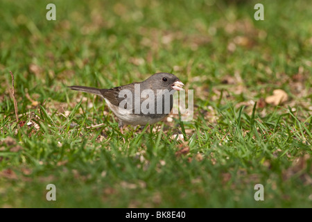 Männliche Schiefer gefärbt dunkel-gemustertes Junco auf Nahrungssuche in Rasen Stockfoto