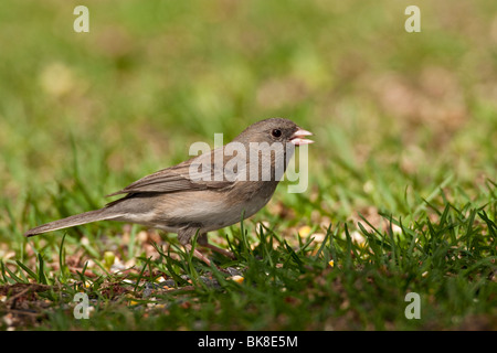 Weibliche Schiefer gefärbt dunkel-gemustertes Junco auf Nahrungssuche in Rasen Stockfoto