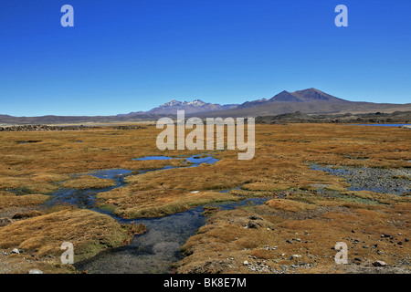 Bofedal in Parinacota, Chile Stockfoto