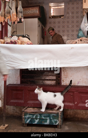 Katze auf der Suche nach ein Handout zu einer Metzgerei im Souk in Fes, Marokko Stockfoto