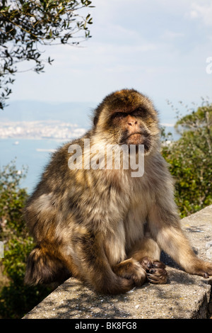 Barbary macaque Affen auf den Felsen von Gibraltar, Stockfoto