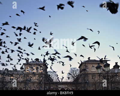 Tauben flattern bis vor das Hôtel-Dieu, das älteste Krankenhaus in Paris, Frankreich, Europa Stockfoto