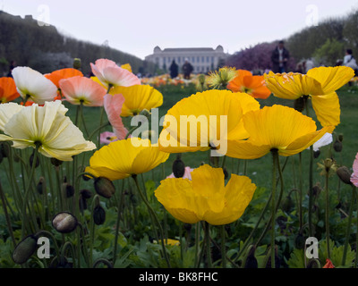 Mohn, Alpine Mohn (Papaver Alpinum) in den Botanischen Garten Jardin des Plantes, Paris, Frankreich, Europa Stockfoto