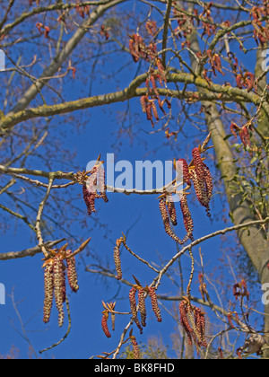 Männliche Kätzchen der Schwarz-Pappel (Populus Nigra), bedrohte Arten Stockfoto