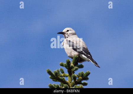 Clarks Tannenhäher (Nucifraga Columbiana), Mt. Rainier Nationalpark, Washington, USA Stockfoto