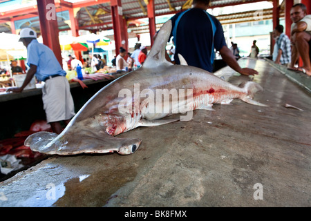 Hammerhai am lebendigen Fisch Markt Sir Selwyn Clarke Market auf der Market Street, Victoria, Mahé, Seychellen, indisch Stockfoto