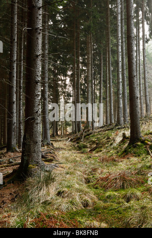 Wald im Taunus, Hessen, Deutschland, Europa Stockfoto