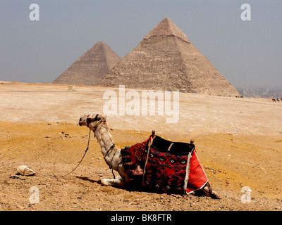 Kamel sitzen in der Nähe der großen Pyramiden, Gizeh, Kairo, Ägypten Stockfoto