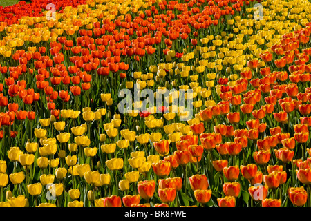 Tulpe zeigen TULIPAN im Britzer Garten Park, Berlin, Deutschland, Europa Stockfoto