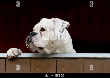 Weiße Boxer suchen über einen Zaun Stockfoto