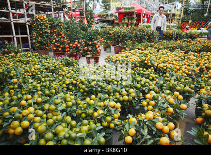 Kumquat (Kumquat) Bäume zum Verkauf an Flower Market für Chinese New Year, Mongkok, Kowloon, Hong Kong, China Stockfoto