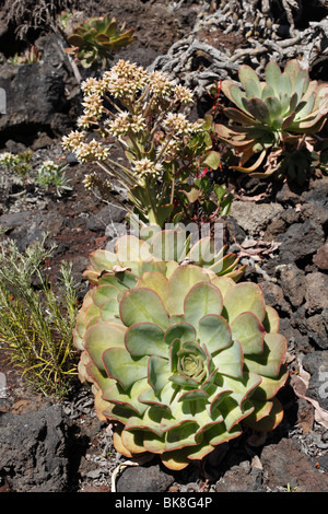 Blühende Bramwell Aeonium (Aeonium Mascaense), La Palma, endemische Arten, La Palma, Kanarische Inseln, Spanien, Europa Stockfoto