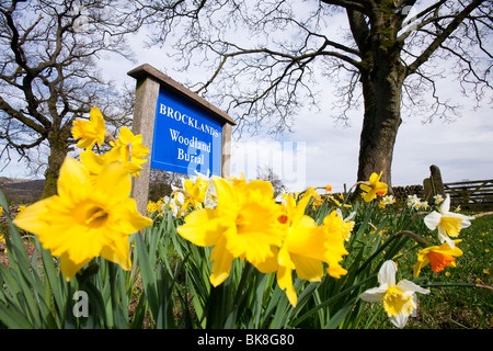 Brocklands Wald Grabstätte im Wigglesworth, Lancashire, UK. Stockfoto