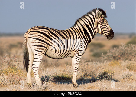 Ebenen Zebra (Equus Quagga Burchelli), Etosha Nationalpark, Namibia, Afrika Stockfoto