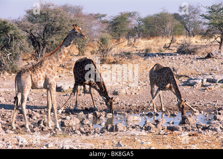 Giraffen (Giraffa Cameleopardis), trinken aus einem Wasserloch, Etosha Nationalpark, Namibia, Afrika Stockfoto