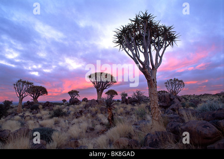 Köcherbaumwald (Aloe Dichotoma), Sunrise, Gariganus Farm, in der Nähe von Keetmanshoop, Namibia, Afrika Stockfoto