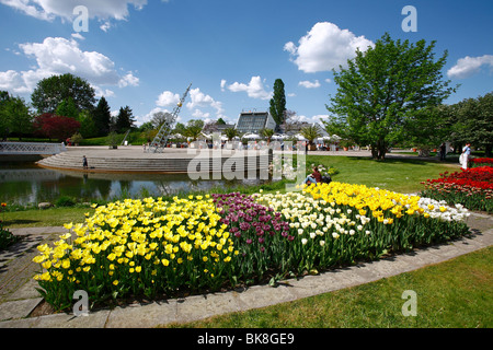 Tulipan, blühen Tulpen in der Kalenderplatz quadratisch, Britzer Garten Park in Berlin, Deutschland, Europa Stockfoto