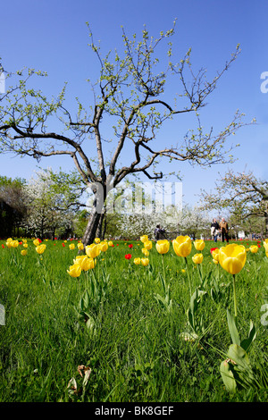 Gelbe Tulpen (Tulipa) während Tulipan, blühen Tulpen im Britzer Garten Park in Berlin, Deutschland, Europa Stockfoto