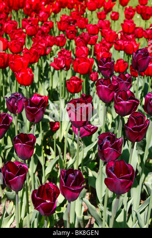 Tulpen (Tulipa) Stockfoto