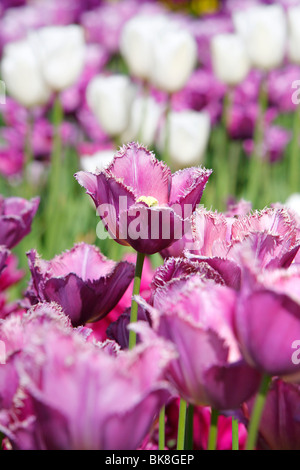 Tulpen (Tulipa) Stockfoto