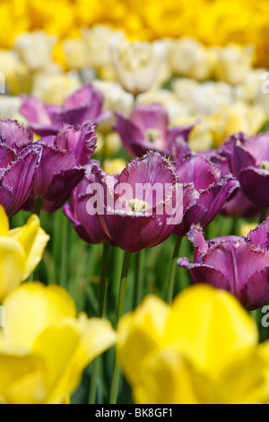 Tulpen (Tulipa) Stockfoto
