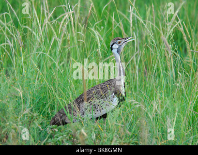 Schwarzbäuchigen Trappe Lissotis Melanogaster Berufung Stockfoto