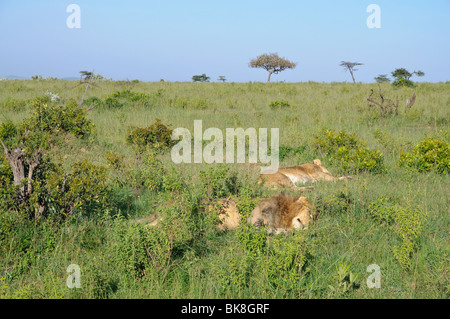 männliche und weibliche Löwen Panthera Leo ruht in der Savanne Stockfoto