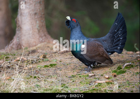 Durchführung von Balz Auerhahn (at Urogallus) anzuzeigen, Vaestergoetland, Schweden, Skandinavien, Europa Stockfoto