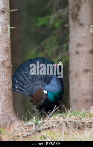 Durchführung von Balz Auerhahn (at Urogallus) anzuzeigen, Vaestergoetland, Schweden, Skandinavien, Europa Stockfoto