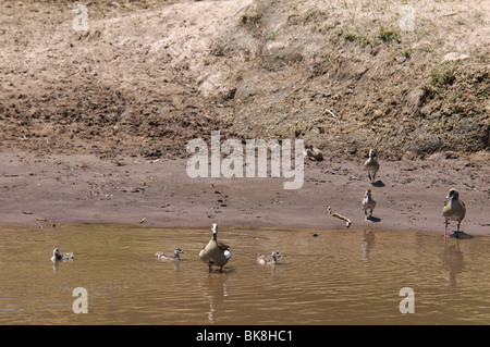 Eine Familie von ägyptischen Gänse Alopochen Aegyptiacus am Ufer eines Flusses Stockfoto