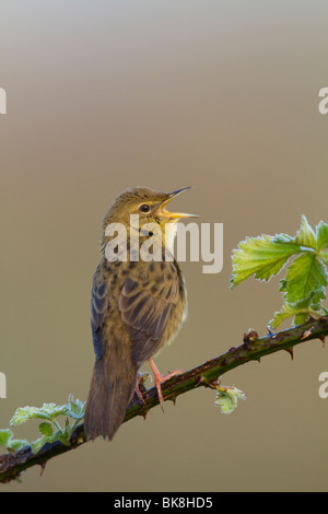 Grasshopper Warbler (Locustella Naevia) singen aus einem Dornbusch-Zweig Stockfoto