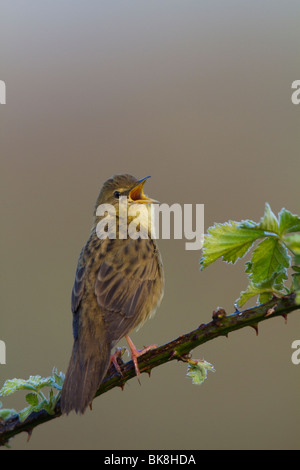 Grasshopper Warbler (Locustella Naevia) singen aus einem Dornbusch-Zweig Stockfoto