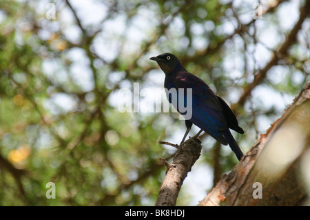 Rueppell Starling Glanzstare purpuropterus Stockfoto