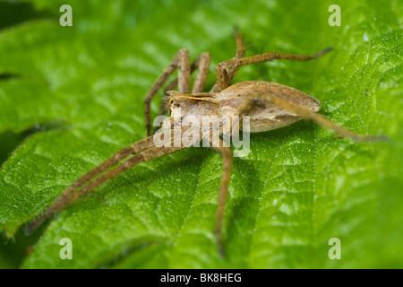 Baumschule Web Spider (Pisaura Mirabilis) Stockfoto