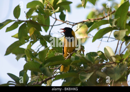 African Black-headed Oriole Oriolus larvatus Stockfoto