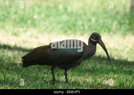 Hadada Ibis Bostrychia Hagedash Fütterung Stockfoto
